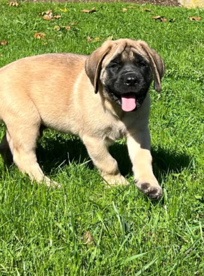 AKC English Mastiff for Sale
