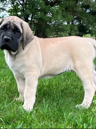 Mastiff puppy for sale