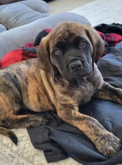 English Mastiff puppy for sale