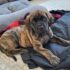 English Mastiff puppy for sale