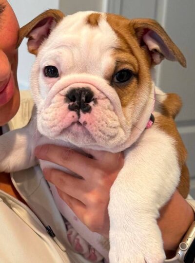AKC English Bulldog for Sale