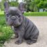 AKC French Bulldog for Sale