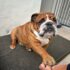 Buy English Bulldog