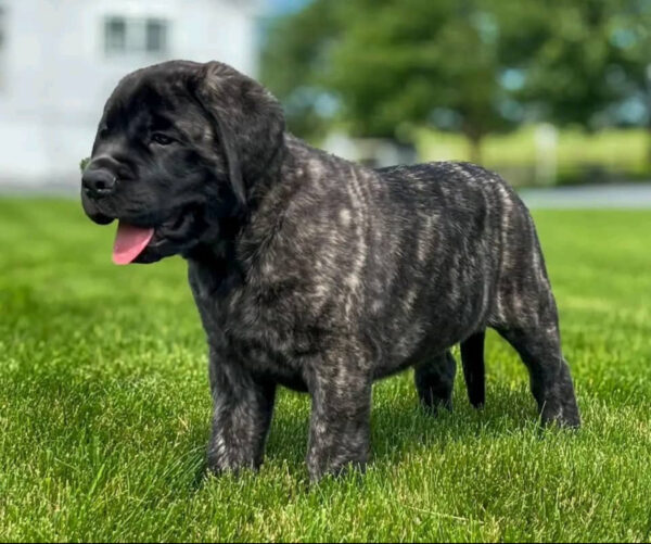 English Mastiff BAMBI / $1450 2 IMG 2270