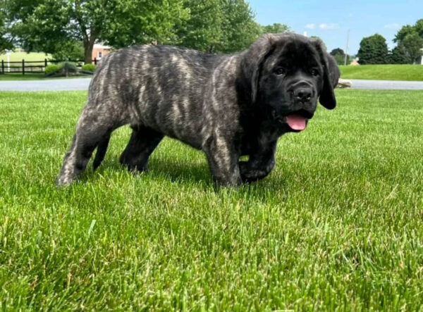 English Mastiff BAMBI / $1450 5 IMG 2271