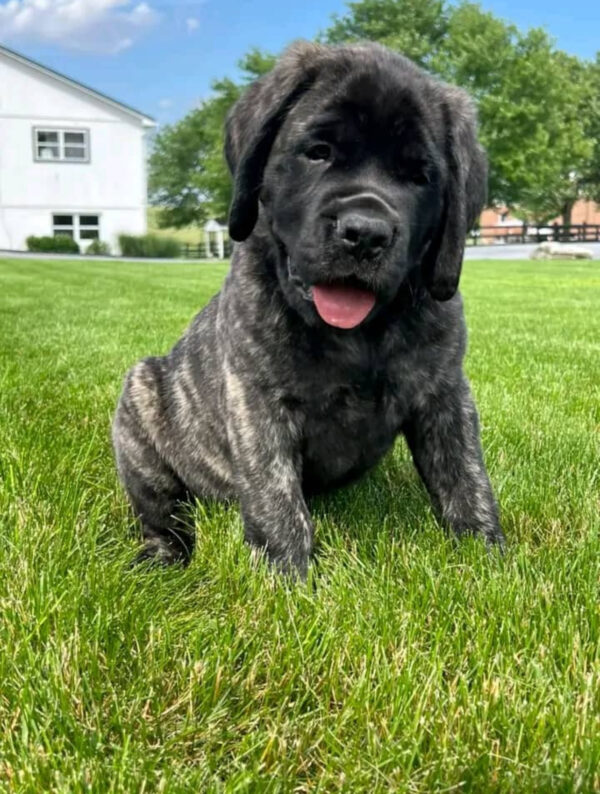 English Mastiff BAMBI / $1450 4 IMG 2272