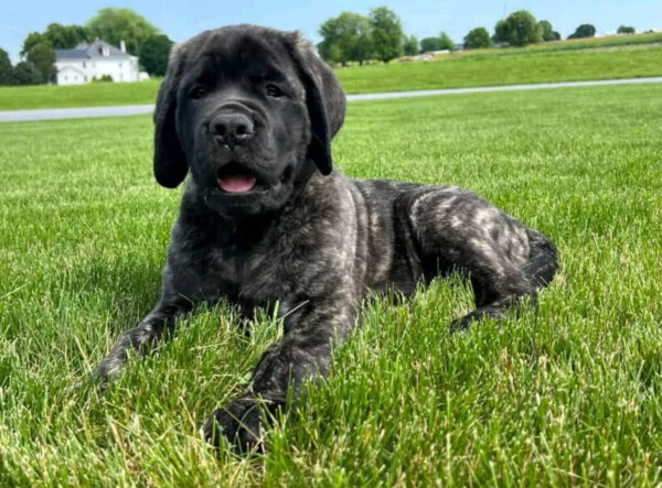 English Mastiff BAMBI / $1450 3 IMG 2273