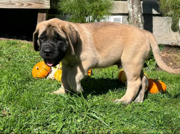 AKC English Mastiff for Sale | Meet Millie – 14 Weeks Old 3 IMG 2275