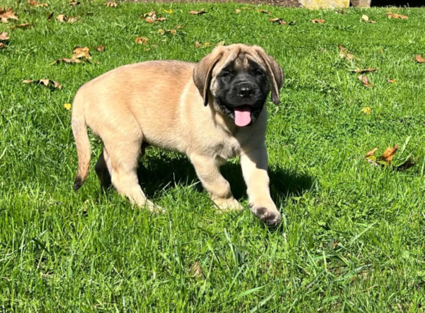 AKC English Mastiff for Sale | Meet Millie – 14 Weeks Old 2 AKC English Mastiff for Sale