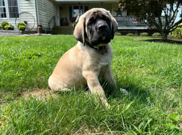 AKC English Mastiff for Sale | Meet Millie – 14 Weeks Old 5 IMG 2277