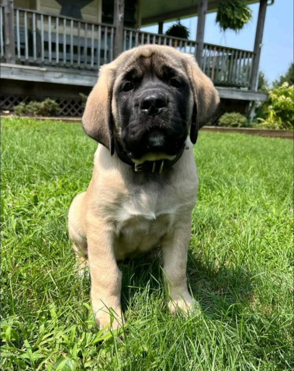 AKC English Mastiff for Sale | Meet Millie – 14 Weeks Old 6 IMG 2278