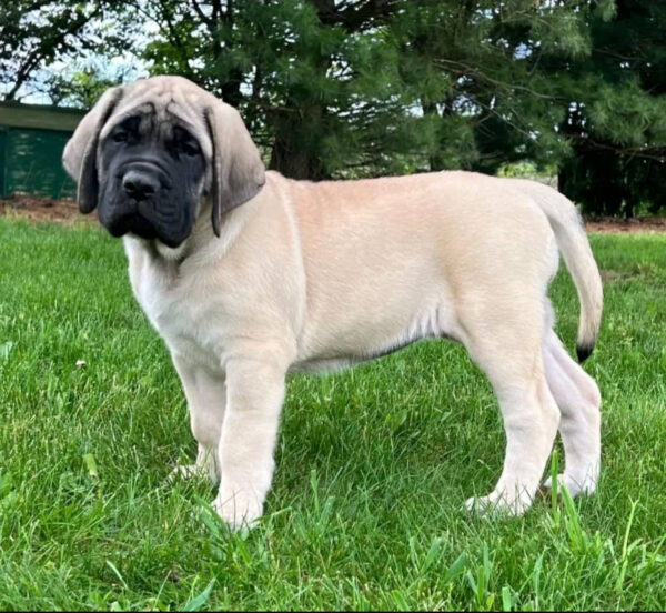 Mastiff Puppy for Sale – Meet DAISY | Healthy & Registered 2 Mastiff puppy for sale