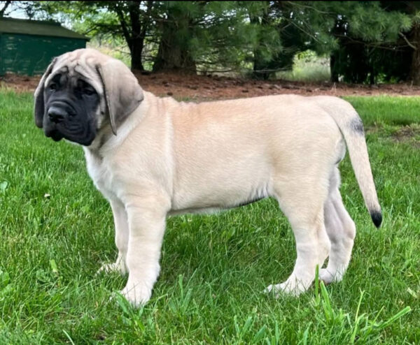 Mastiff Puppy for Sale – Meet DAISY | Healthy & Registered 4 IMG 2280