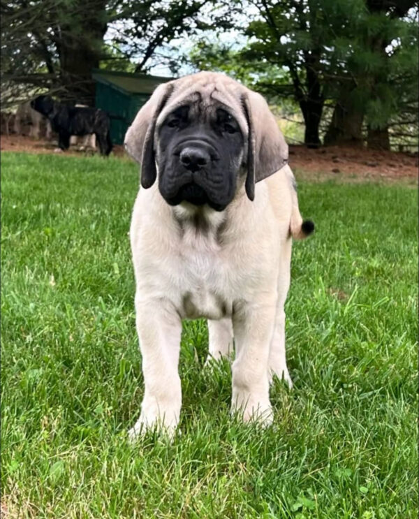 Mastiff Puppy for Sale – Meet DAISY | Healthy & Registered 3 IMG 2281
