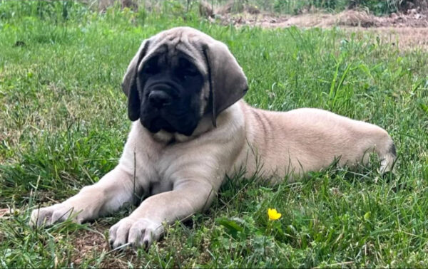 Mastiff Puppy for Sale – Meet DAISY | Healthy & Registered 5 IMG 2282