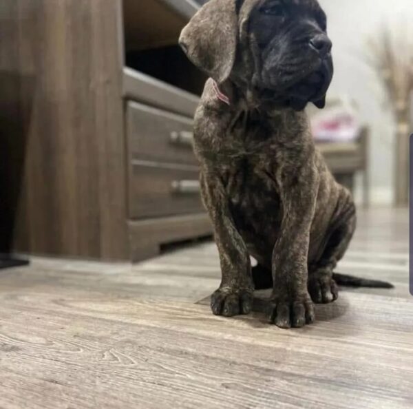 English Mastiff Puppy for Sale | Meet Alex – Ready Now! 3 Screenshot 20250714 000539 Instagram