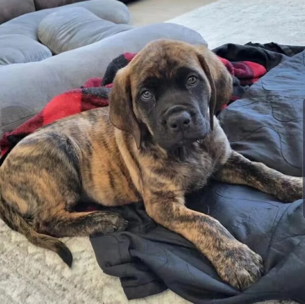 English Mastiff Puppy for Sale | Meet Alex – Ready Now! 2 English Mastiff puppy for sale