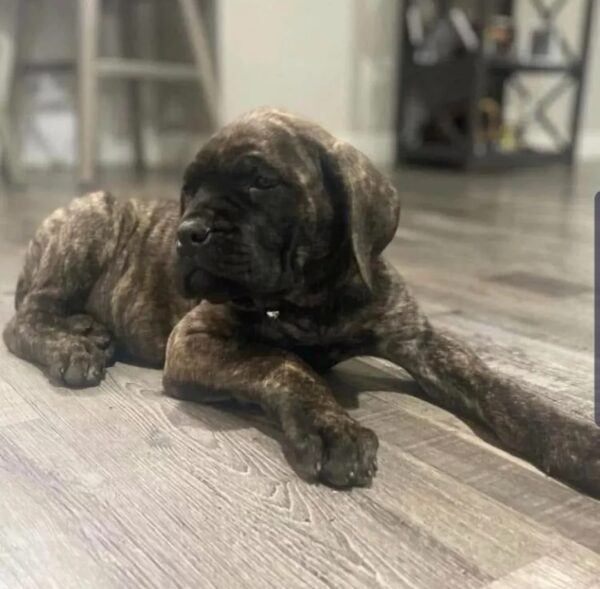 English Mastiff Puppy for Sale | Meet Alex – Ready Now! 4 Screenshot 20250714 000621 Instagram