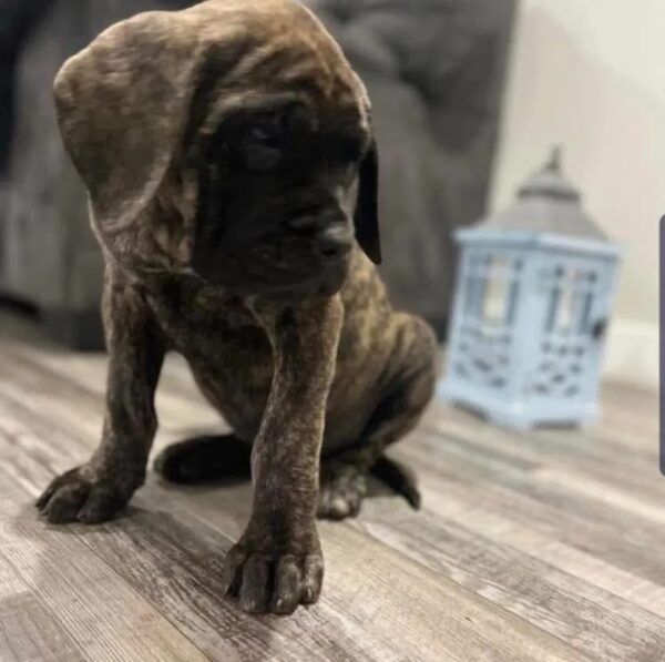 English Mastiff Puppy for Sale | Meet Alex – Ready Now! 6 Screenshot 20250714 000639 Instagram