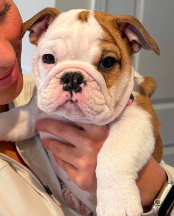 AKC English Bulldog for Sale | Meet Rossie – 12 Weeks Old 2 AKC English Bulldog for Sale