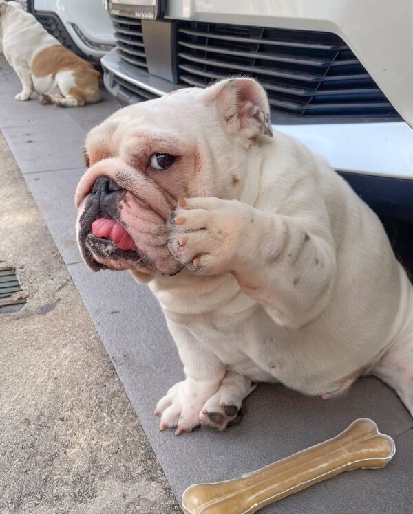 AKC English Bulldog for Sale | Meet Rossie – 12 Weeks Old 3 photo 2025 04 14 10 02 14