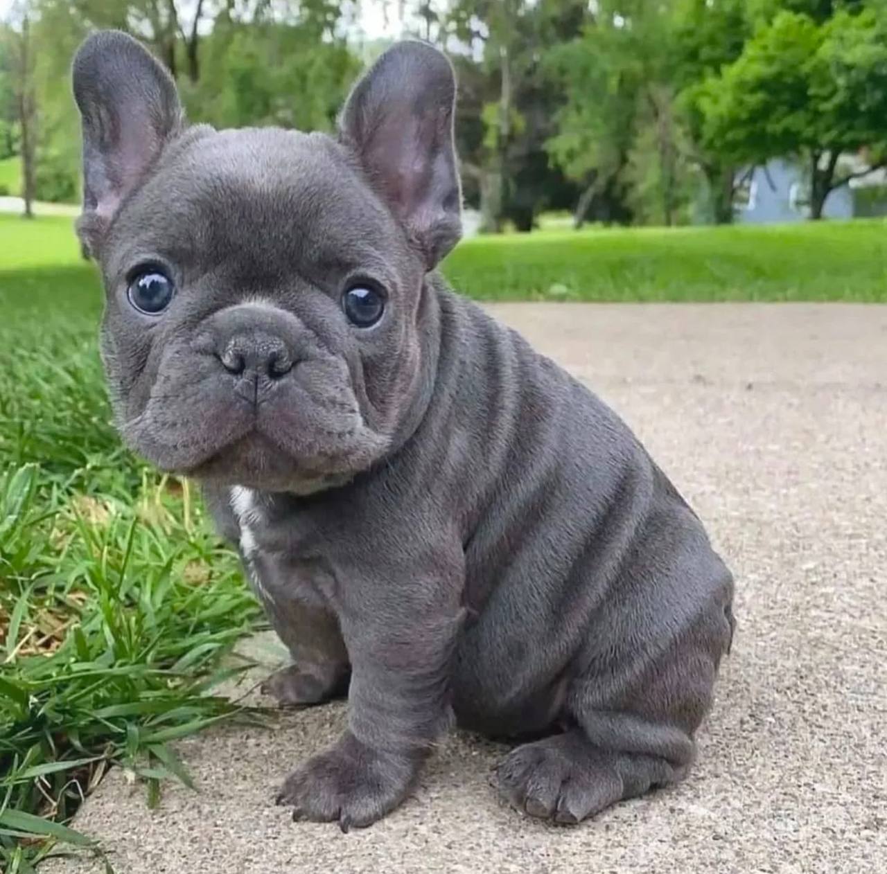 AKC French Bulldog for Sale | Meet Reessy – 12 Weeks Old 1 AKC French Bulldog for Sale