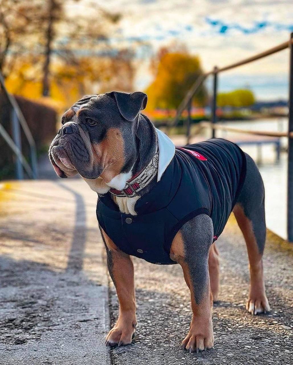 TASHA / $1650 | English Bulldog Puppies for Sale | Healthy & Purebred Pups 1 photo 2025 04 14 10 24 50