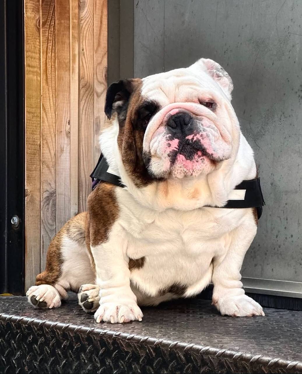 RICKY / $1800 | English Bulldog Puppies for Sale | Healthy & AKC Registered 1 English Bulldog Puppies for Sale