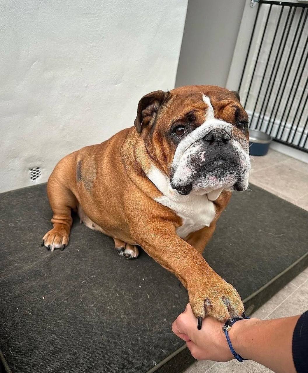 BRANDON/ $1500 | Buy English Bulldog Puppies | Healthy & AKC Registered 1 Buy English Bulldog